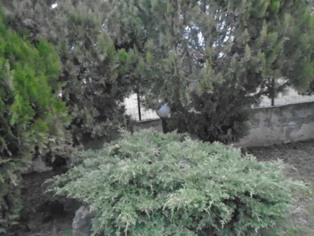 Μεζονέτα για ενοικίαση Γερακαρού (Κορώνεια) - Photo 4