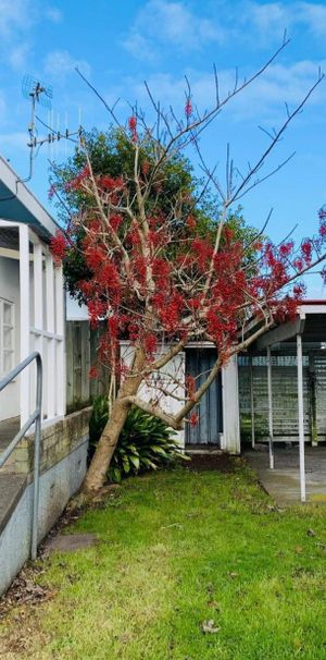 Two-bedroom cutie on Kawakawa - Photo 1