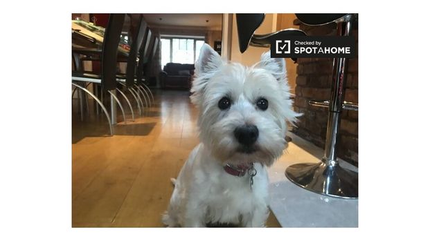 Room for rent in 4-bedroom house in Sandyford, Dublin - Photo 1