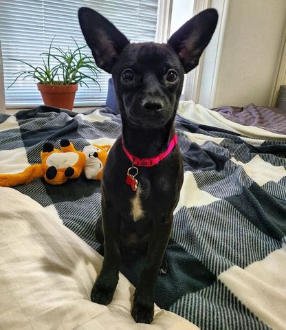 Kensington - Photo 4