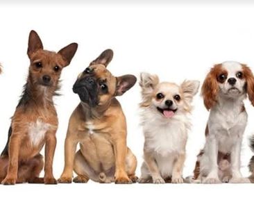 1.5 Zimmer, 568 m² - Foto 4