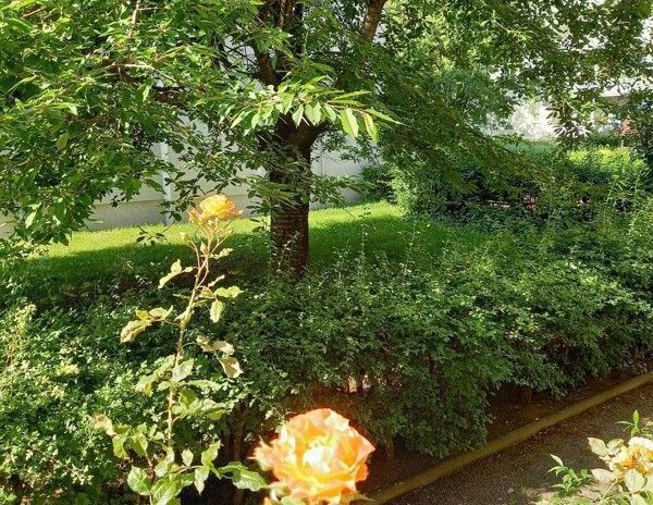 Kleine, gemütliche 3 Raumwohnung mit Balkon - Weihnachten in der neuen Wohnung?! - Foto 1