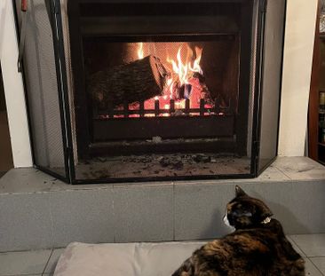 Forest Lodge - Photo 1