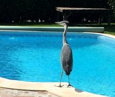 APPARTEMENT 1 PIÈCE À OBERGÖSGEN (DIM), MEUBLÉ - Foto 3