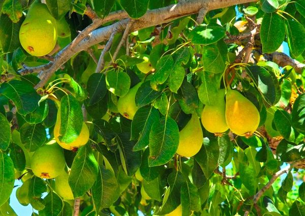 WIDE ESTATE FOR RENT IN TEULADA FOR LONG TERM