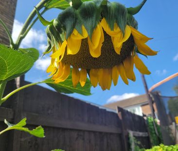 Room in a Shared House, Higham Place, E17 - Photo 4