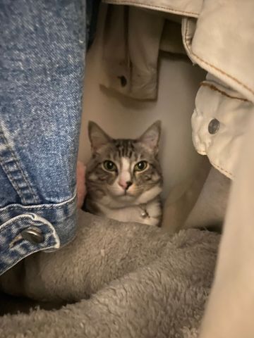 Murrumbeena - Photo 2