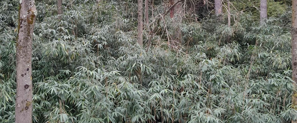 2.5 Zimmer, 45 m², 1. Stock - Foto 1