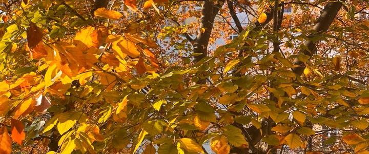 TAUSCH/SWAP 1- Zimmerwohnung gegen min. 2 Zimmer - Photo 1