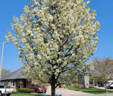 For Lease - 45 NATHALIE Court, Welland, Ontario - Photo 5