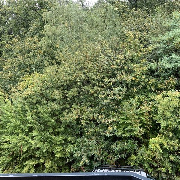 2 pièces - 45,68 m² - 2ème étage - Colocation non autorisée - Photo 1