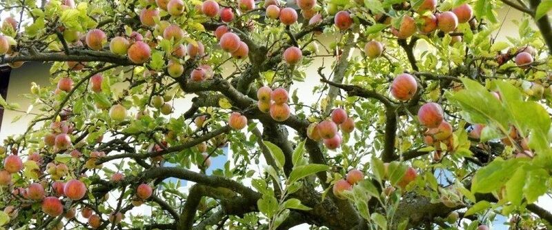 DG in Lichterfelde, Altbau, top-renoviert - Photo 1