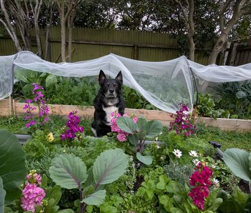 Lower Plenty - Photo 5