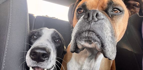 3 ½ à Louer, Animaux Acceptés! - Photo 2