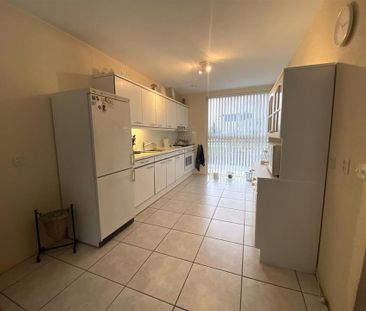 Bruine Lijster - Photo 2