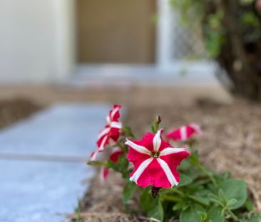 17A Tussock Crescent, Elanora QLD 4221 - House For Rent - $490 | Do... - Photo 3