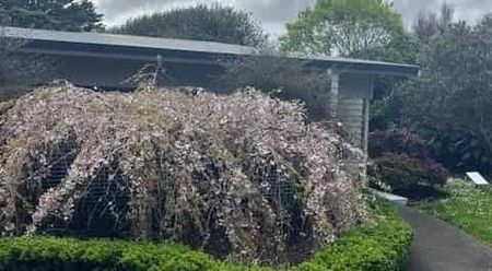 Charming 3BR Kauri Haven w/ Garden - Photo 3