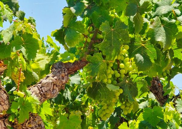 WIDE ESTATE FOR RENT IN TEULADA FOR LONG TERM