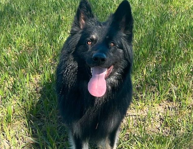 Suche Wohnung mit Hund Schloss holte Bielefeld - Foto 1