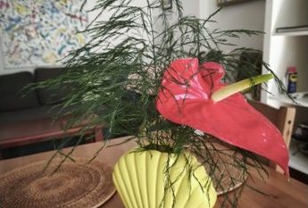 santa_cruz_de_tenerife, Canary Islands 38400