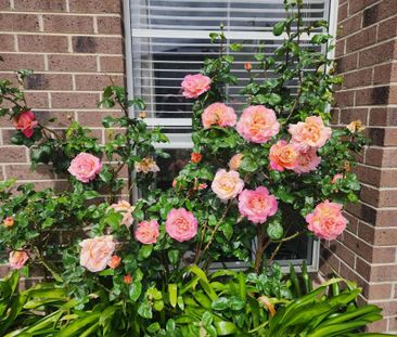 Craigieburn - Photo 2