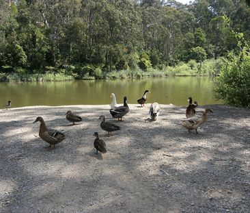 47 Arbor Avenue, Belgrave VIC 3160 - House For Rent | Domain - Photo 2