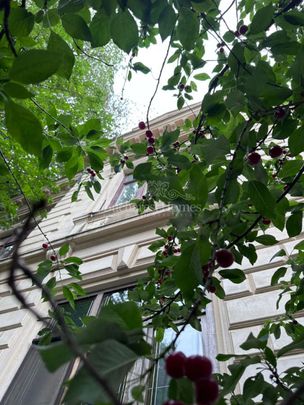 Aristocratic Restored Mansion on Two Levels - Icoanei Gardens - Photo 1