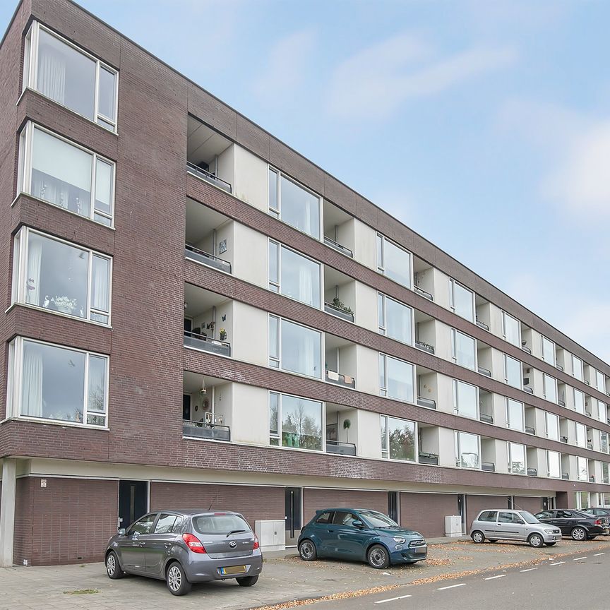 Argusvlinder, 138, Breda - Photo 2
