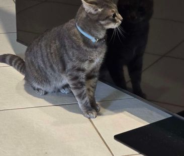 Upper Caboolture - Photo 1