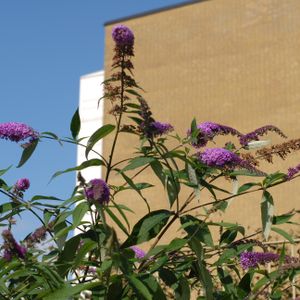 Koralgatan 47 - Foto 3