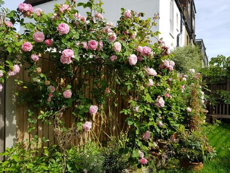 2 Bed Flat, St. Anns Road, SW13 - Photo 2