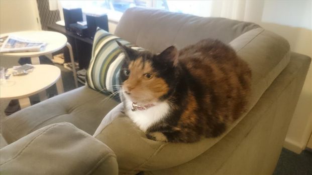 Hurlstone Park - Photo 1