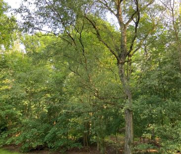 Wohnen im Grünen in der Eichkampsieldlung! - Photo 4