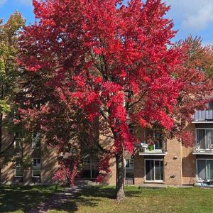 Appartement à Louer , 3 1/2, complètement rénové. - Photo 2