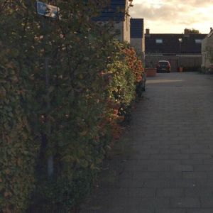 Maison de plain-pied Kloosterstraat 6, Nuland - À louer - Foto 2
