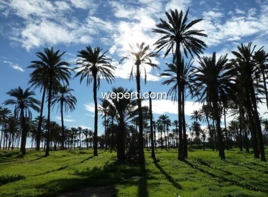 Apartment in Torrevieja, El Acequión - Los Naúfragos, for rent - Photo 1