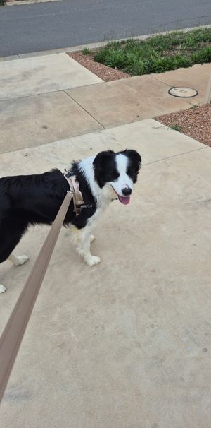 Kialla - Photo 1
