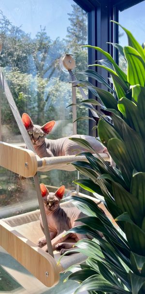 4 ½ à Louer, Animaux Acceptés! - Photo 1