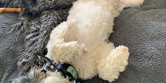 3 ½ à Louer! - Photo 3