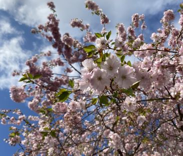 Doktor Forselius Backe, Göteborg - Photo 1