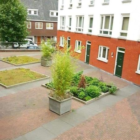 Hoog Gagel - Foto 3