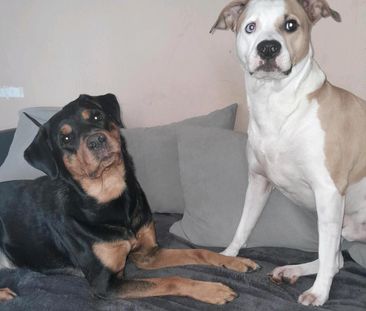 2 Zimmer Wohnung Gesucht - Foto 1