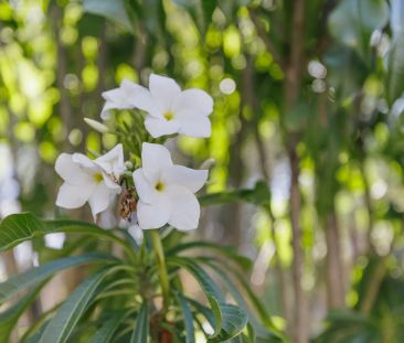 Stylish, 3 Bedroom Spacious Townhouse in sought after North Lakes. - Photo 1