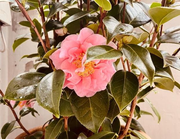 Traumhafte Wohnung in Othmarschen - Foto 1