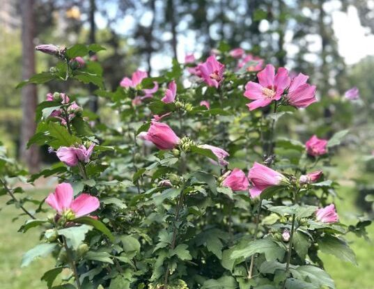 Attique luxueux en duplex à Champel - Foto 1