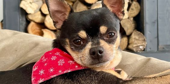 3 ½ à Louer, Animaux Acceptés! - Photo 3