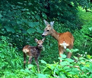 APPARTEMENT 41/2 PIÈCES À ZURICH - DISTRICT 11 ALLENMOOS, MEUBLÉ, T... - Photo 3