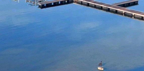 4 1/2 a louer au bord de l'eau - Photo 2