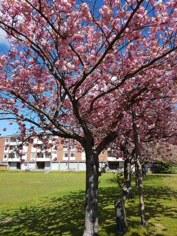 Sjögatan, Oxelösund - Photo 5