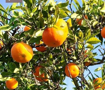 4 room luxury Farmhouse for rent in Estepona, Andalusia - Photo 4